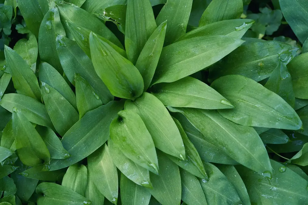 Wild garlic leaves background