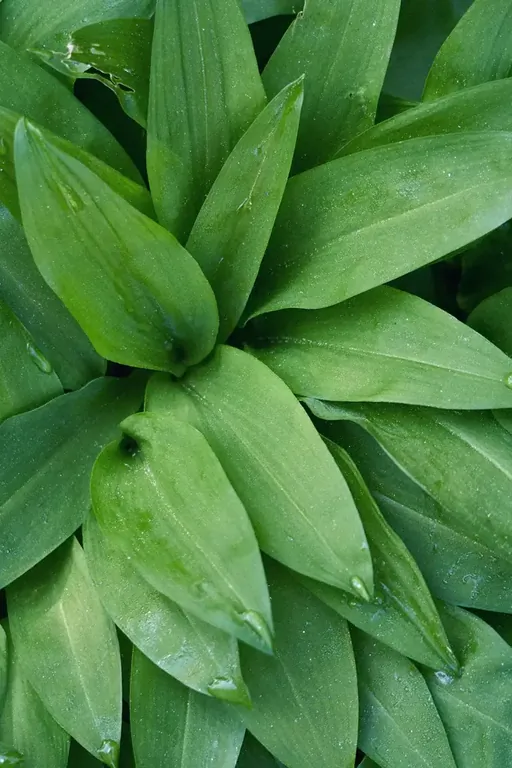 Wild garlic leaves background