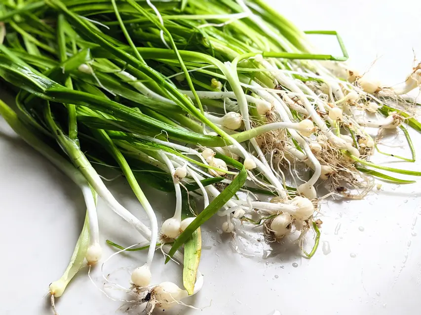 Delicious invasive leeks image