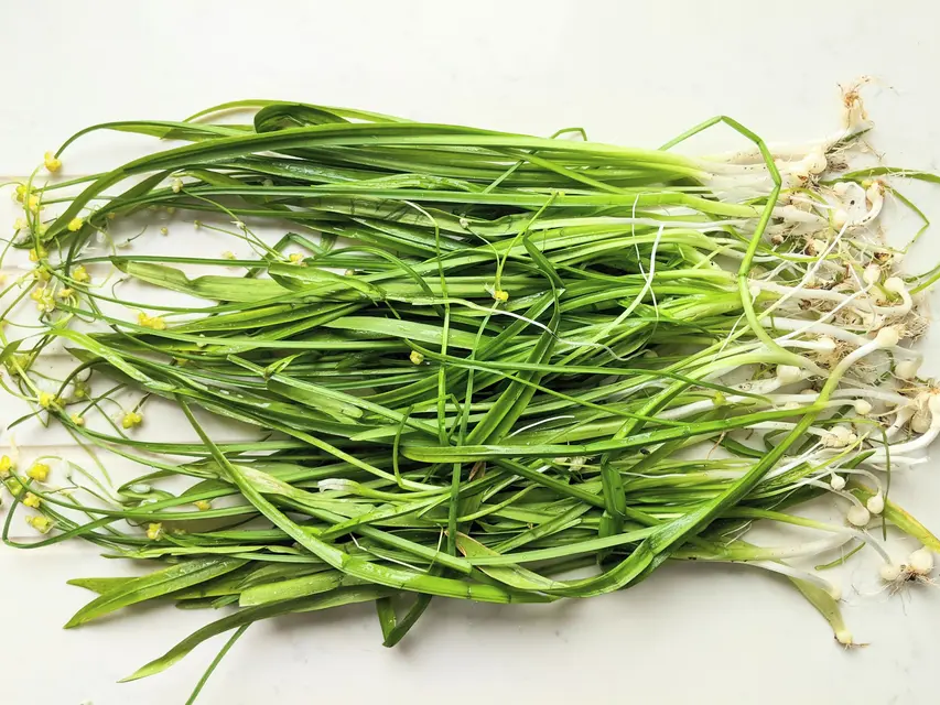 Delicious invasive leeks image