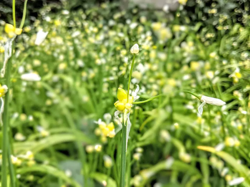 Delicious invasive leeks image