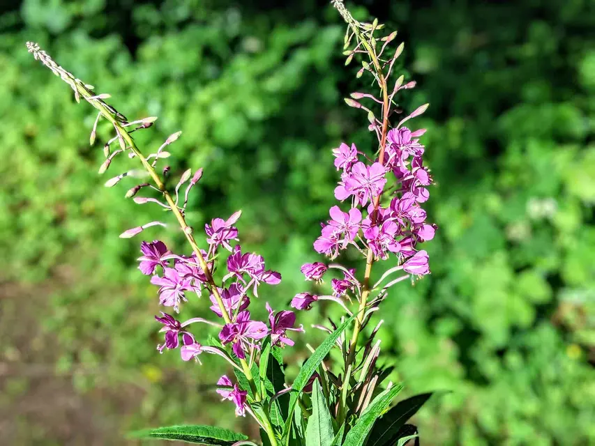 Tomatoes and rosebay willowherb image