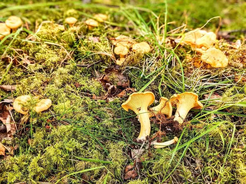 Why the girolle is the all-time greatest mushroom image